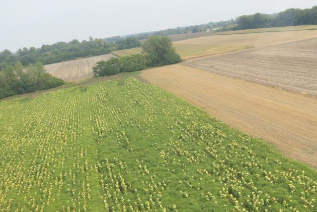 Megkezdődik Győr-Moson-Sopron megyében a parlagfű légi felderítése