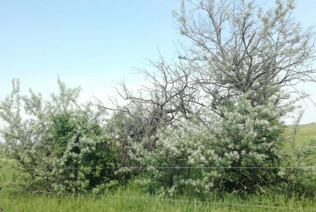 Ajánlattételi felhívás keskenylevelű ezüstfa (Elaeagnus angustifolia) elleni állami védekezés végrehajtására