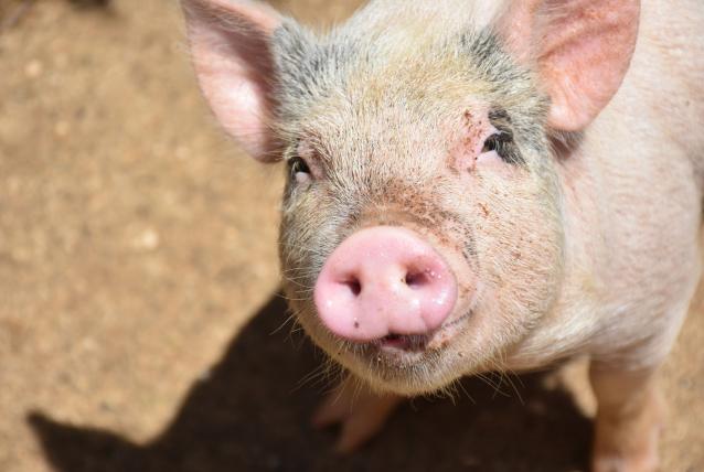 Már Horvátországban is terjed az afrikai sertéspestis