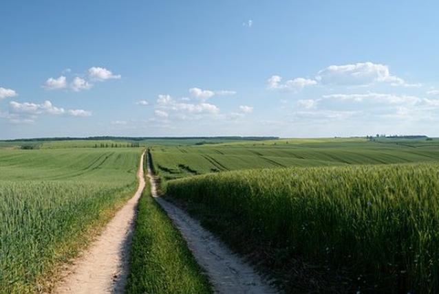 Küszöbön a határszemle, a parlagfű elleni védekezést is ellenőrzi a hatóság