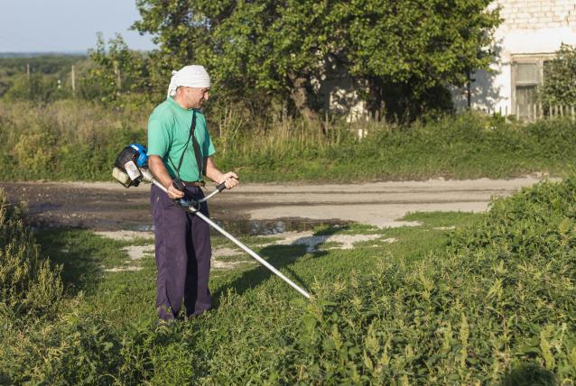 Hőségben is kínoz a parlagfűpollen