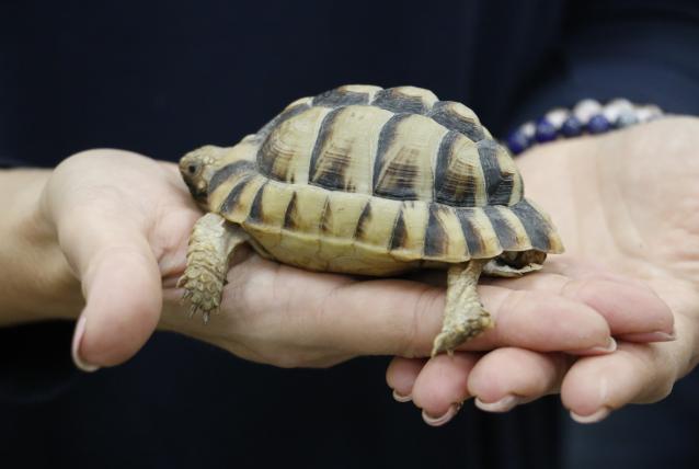 Páncélfotózás a természetvédelem jegyében