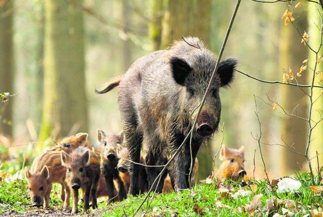 Megjelent az új ASP akcióterv a vaddisznóállomány szabályozásáról