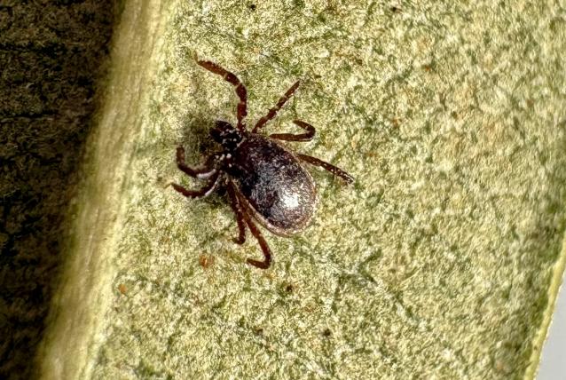 Hogyan védekezzünk a kullancsok ellen?