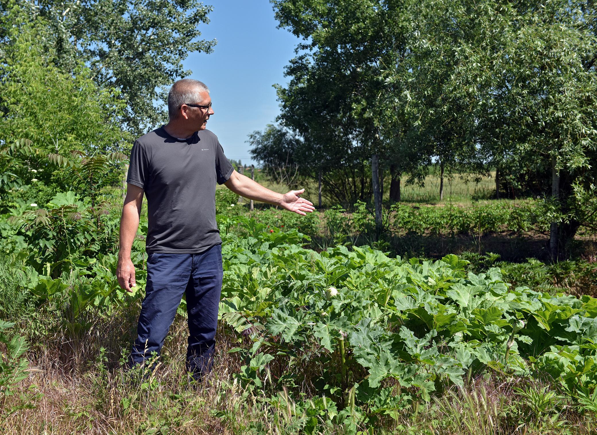 Kurcz László növény-és talajvédelmi szakügyintéző mutatja a Szosznovszkij medvetalp töveket