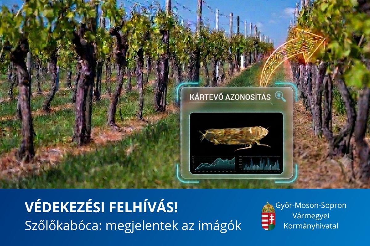 Amerikai szőlőkabóca - kép
